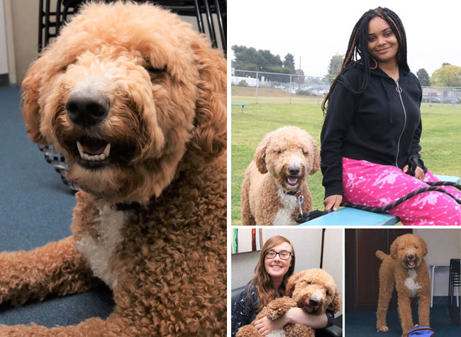 Therapy Dog for Children